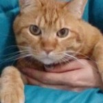 望月チャンドラー